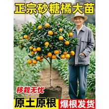 砂糖橘树苗四川春见耙耙柑不知火丑橘盆栽地栽桔子果苗南北方种植