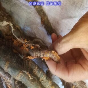 ��ɽҰ�F���� С�~�F���� ��Ƥ�F���� �Д��Ʒ�l؛500��һ��