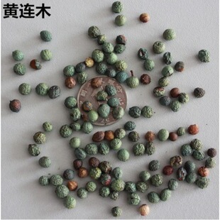 �S�Bľ�N��ͥԺ�^�pֲ��G����ľ�����е���Gֲ���@�G�����ľ