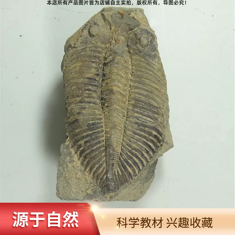 王冠三叶虫古生物化石标本动物原石收藏考古教学科普天然考古珍藏
