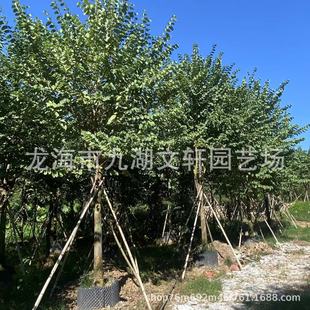 �����m�����G���l�е�������׹���؛�P��ľ�a����ľͥ�a������