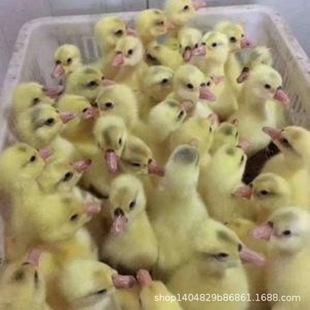 ��������Z�Z��{�^�Z�����Z������|�Z����Z���w�������µ��Z