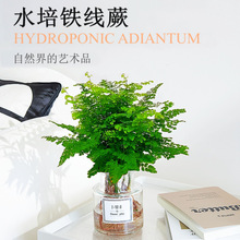 �F��ާ�������~�ļ�����Gֲˮ��ֲ����ꎿ͏d�҃��ⴹ�����B��