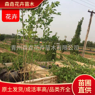 Small-Leaf Ligustrum Seedlings Are Evergreen in All Seasons. Small-Leaf Ligustrum Greening Project Color Slope Protection Clusters. Golden-Leaf Ligustrum Potted Plants