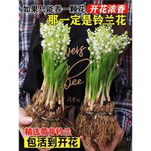 铃兰花苗带芽带根盆栽植物种球进口耐寒室内外花卉绿植四季开花
