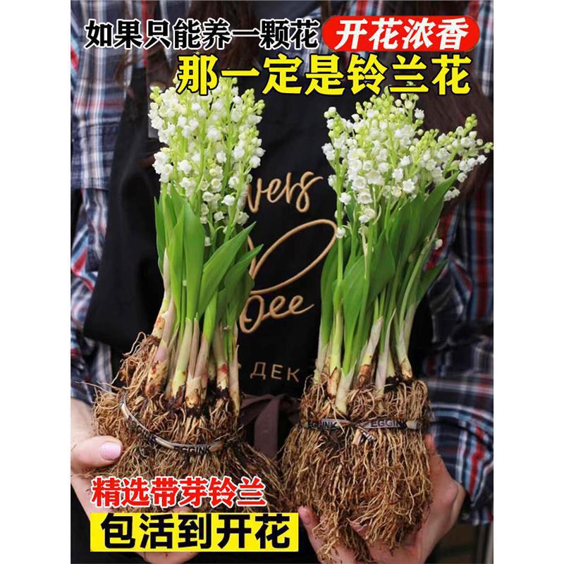 铃兰花苗带芽带根盆栽植物种球进口耐寒室内外花卉绿植四季开花