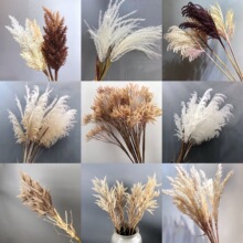 北欧干花大芦苇花落地狗尾巴草稻谷橱窗装饰麦穗酒店民宿