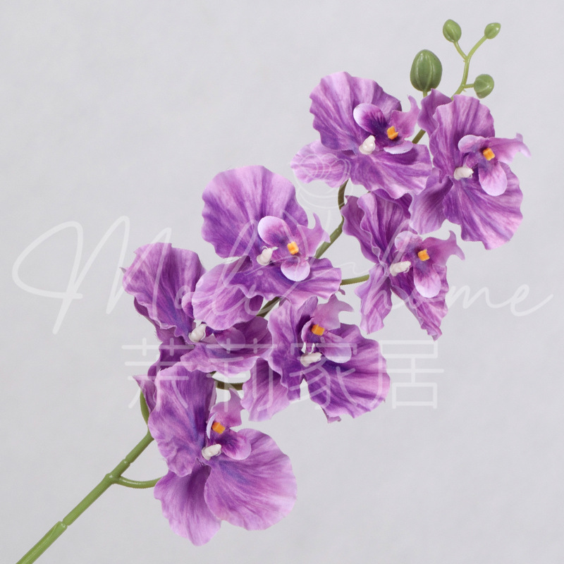 보라색-7 호접란