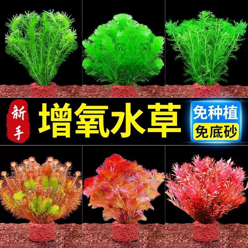 鱼缸水草真草植物增氧淡水有茎草缸造景水族箱中后景水草组合套餐
