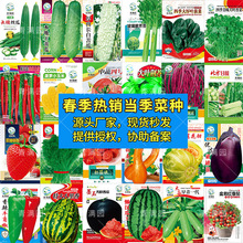 批发春季蔬菜瓜果种子青菜生菜豆角玉米西瓜茄子西红柿辣椒等种籽