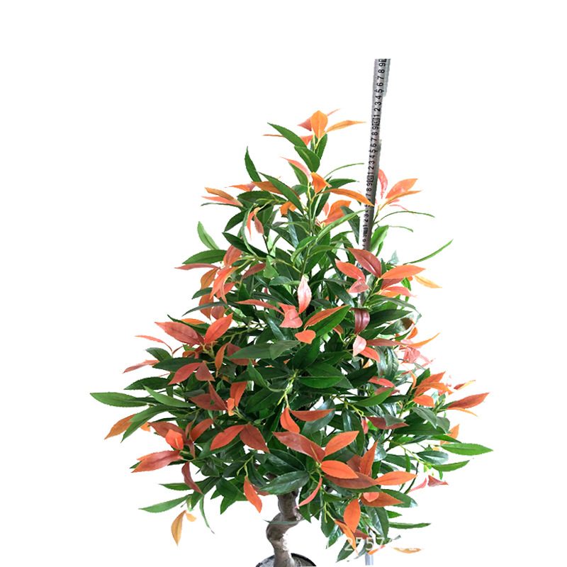 XRS-076 新桂花1 (2).jpg