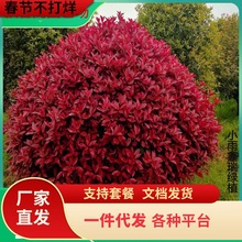 һl·et~ʯδСSŮؑļt