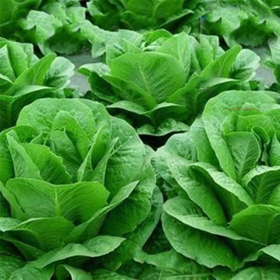 Siembra de lechuga de cuatro estaciones, semillas de lechuga de primavera y verano, semillas de lechuga de crema orgánica, semillas de lechuga de balcón