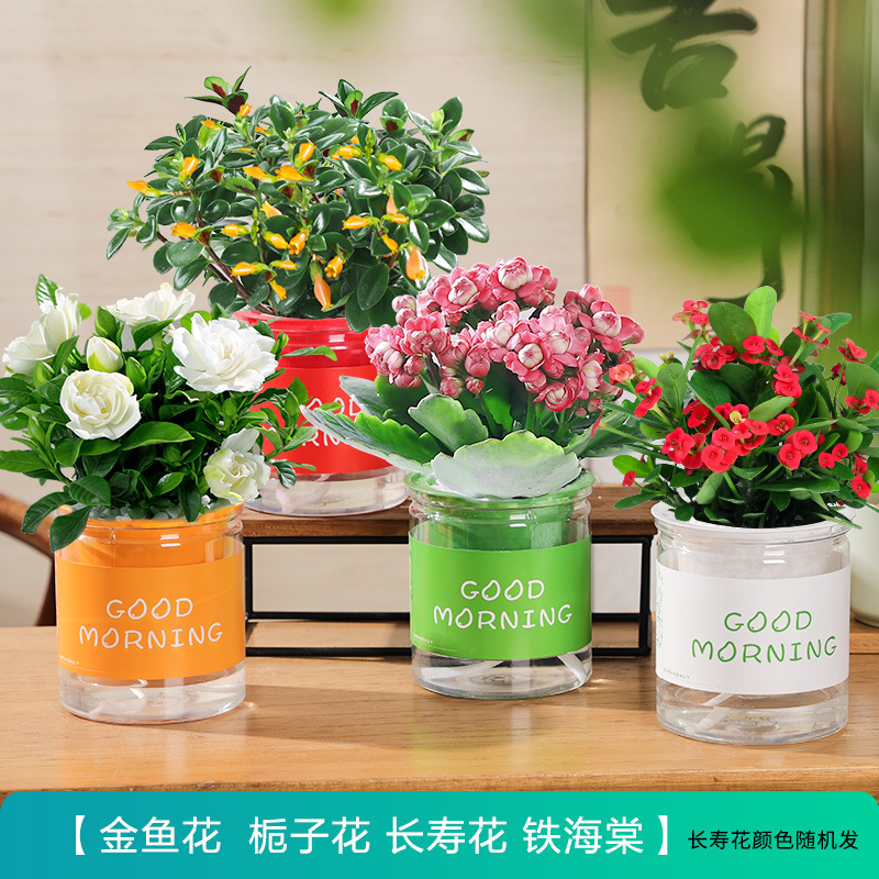 [꽃패키지 화분 4개] 칼라란타 + 베고니아 + 금붕어 + 치자나무