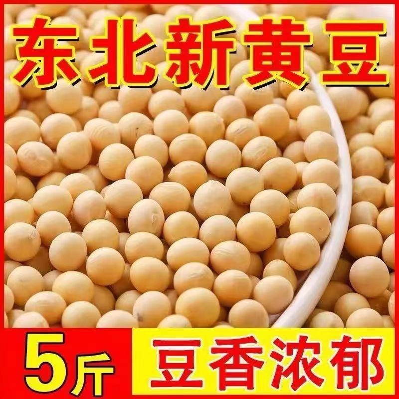 Soybean with Bean Sprouts in Northeast China Edible Agricultural Products with Soybean Sprouts