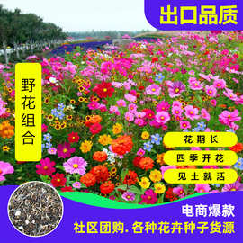 野花组合草花种子四季开花波斯菊格桑花百日草硫化菊太阳花种子