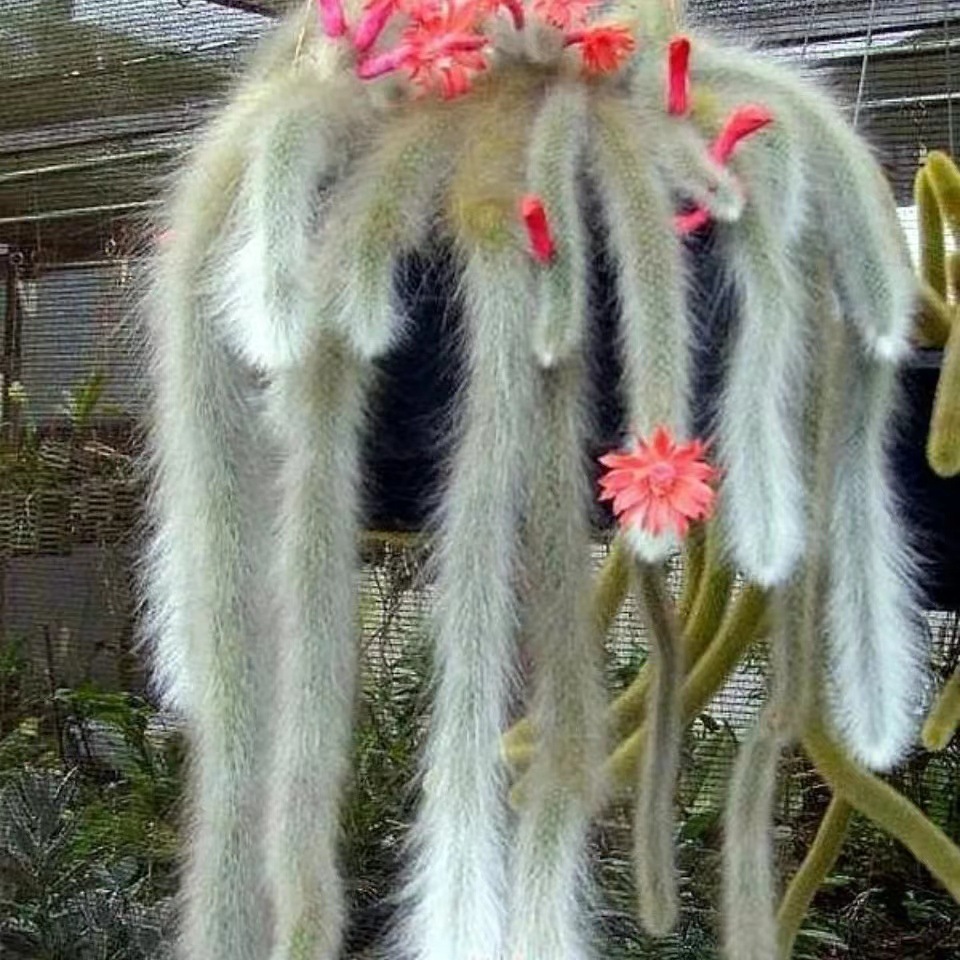 九尾狐多肉植物正版 猴尾柱 软毛猴尾巴 垂吊软毛 仙人掌多肉植物