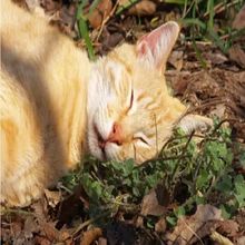猫薄荷薄荷盆栽  猫喜欢吃的食物 成品 薄荷盆栽 驱蚊植物