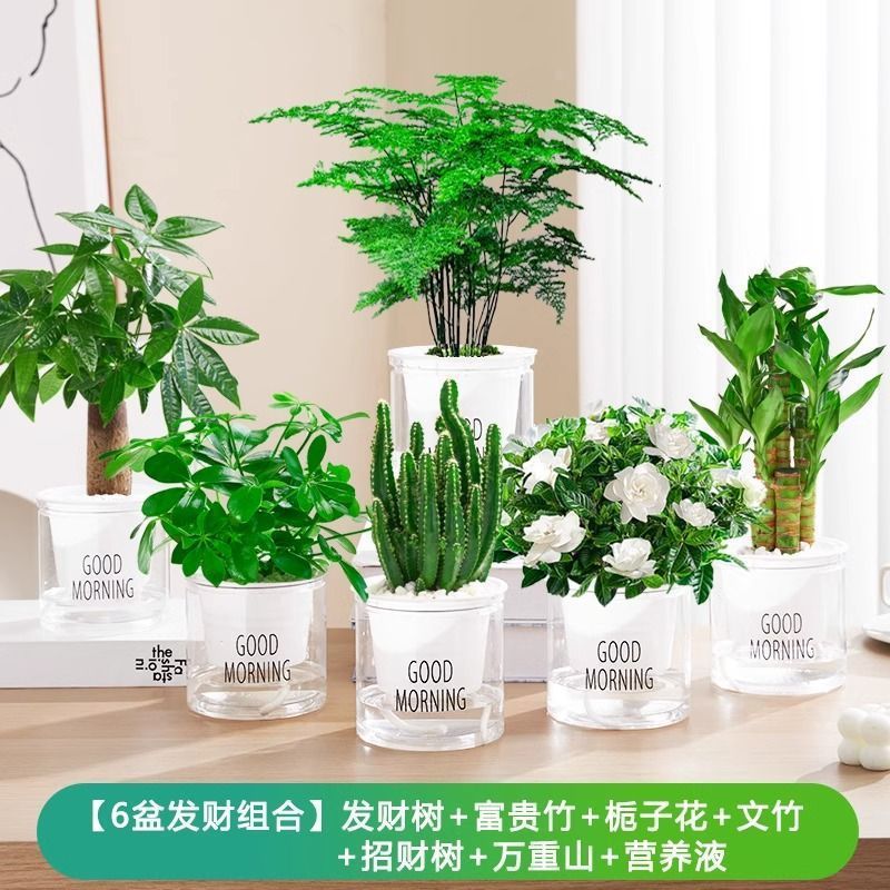 돈나무/행운의 대나무/치자나무/아스파라거스/행운나무/완중산