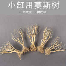 水草生态水族箱鱼缸造景装饰莫斯赤澜树 树林景观干枝枯木小树枝