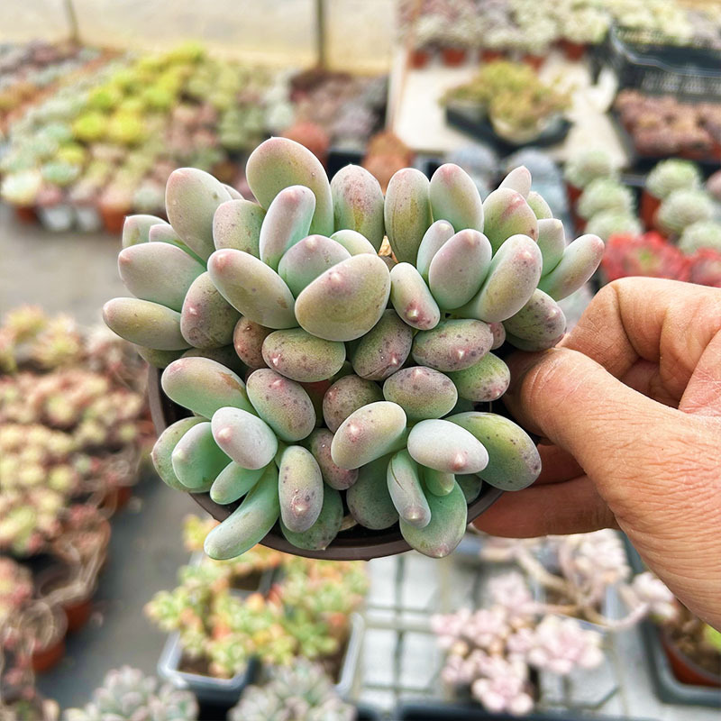 커피뷰티 풀파일 9cm+