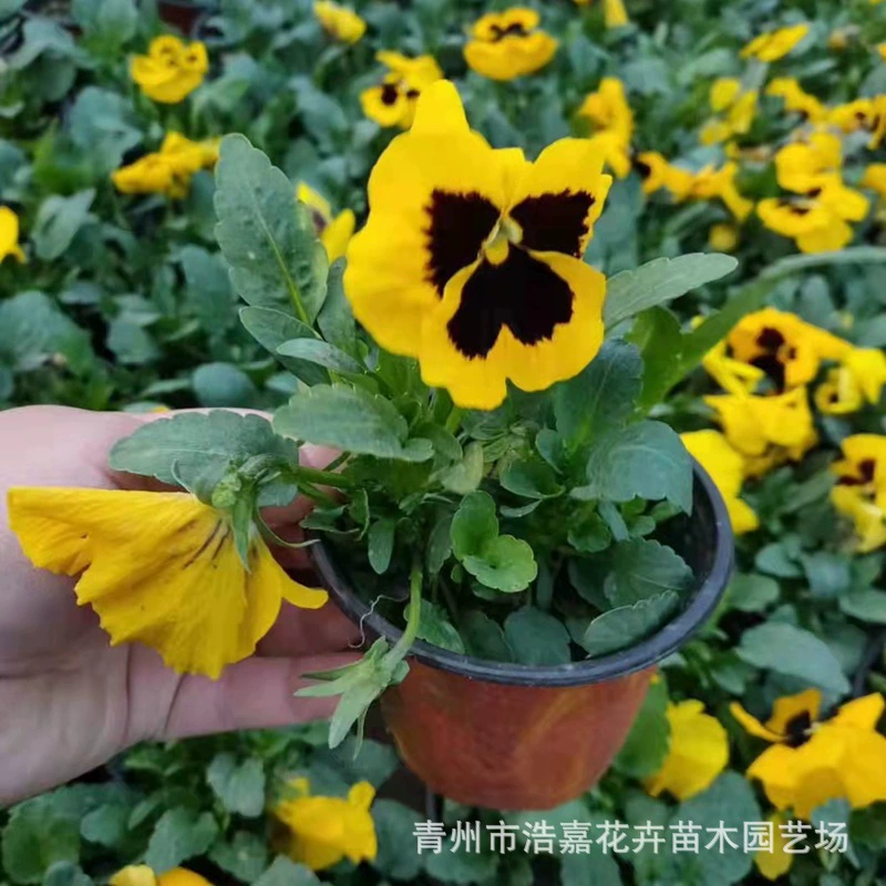 Зимнее горшечное растение с цветком бессмертника, горшечное растение с бессмертником, морозостойкий цветок Qingzhou, посадочная база, рассада бессмертника.