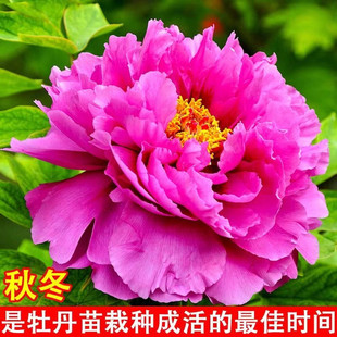 ĵ��������������^�p���ذ껨������ԾGֲ����mͥԺ�ͺ���ѿ