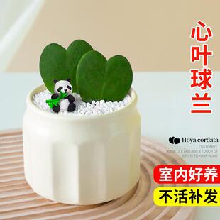 Cactus, Cactus Family, Heart-Leaf Ball Orchid, One-Piece Heart-Shaped Succulent Plant Combination, Small Potted Green Plant on Office Desk