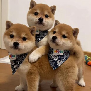 ��ɫِ���pѪ�y�ձ�С��Ȯ������Ȯ���w���B���Ҍ��ﹷ��������Ȯ