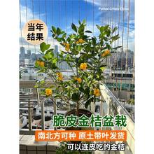 金桔树树苗盆栽脆皮金桔果树南北方室内庭院种植无核砂糖橘桔子树