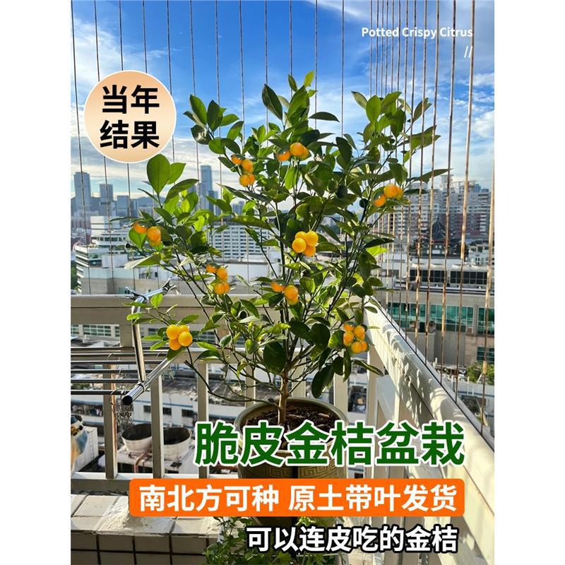 金桔树树苗盆栽脆皮金桔果树南北方室内庭院种植无核砂糖橘桔子树