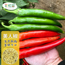 美人椒種子持續采收四季南韓干椒辣椒籽彩椒種孑庭院盆栽一件代發