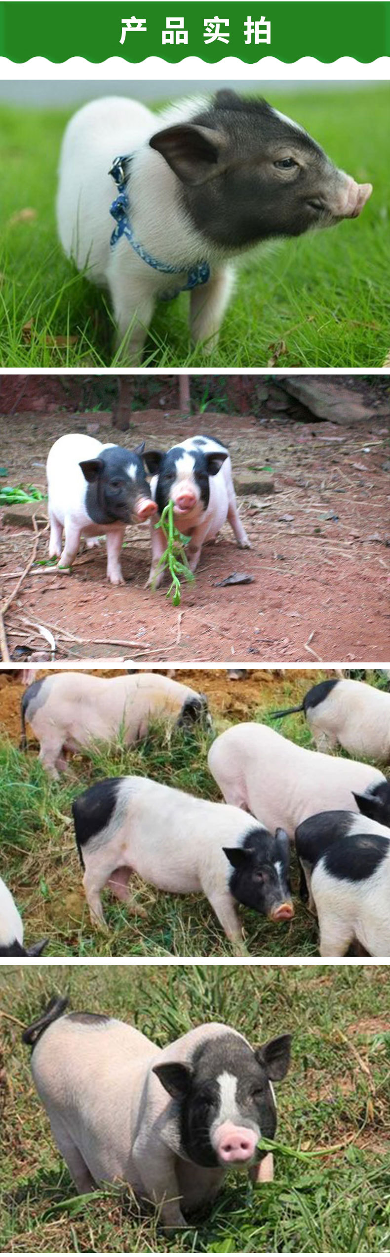 巴马香猪-2_07.jpg