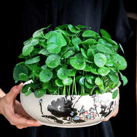 无孔铜钱草花盆陶瓷大号一叶莲碗莲特价清仓水培植物紫砂阳台盆缸