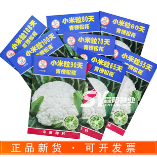 �S��С����55/60/65/70/80/90/100/108���๣�ɻ����ﶬ����Ҭ��