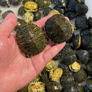 �S�������l ��ˮ�S�������l һ�����l