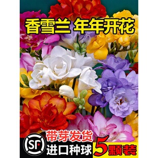 һ�����l��ѿ�M����ѩ�m�N��С�n�m�����҃��⻨���ļ��׷N�_���G