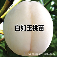 ����ҹ����� ���¼t���� �Ҙ��� ˮ������ ���@�Nֲ ��������