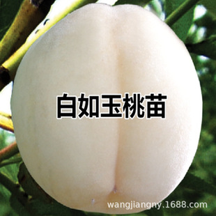 ���Ͱ���Ҙ�����Ʒ�N�޽Ӱ�����Ҙ��m���Ե���ͥԺ�Nֲ����Y��