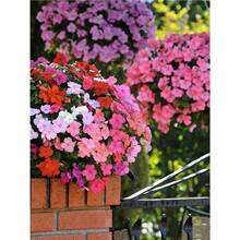 �����P�ɻ��N�����ļ����N�_���҃����̨ͥԺ�����仨�ܷN������