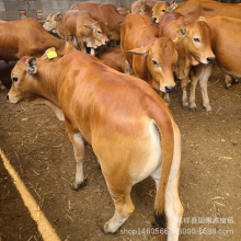 西门塔尔牛改良肉牛苗价格 鲁西黄牛养殖 哪有卖鲁西黄牛小牛犊