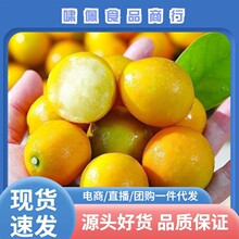 广西脆皮金桔应当季水果金桔整件包邮新鲜水果脆皮金桔一件代发