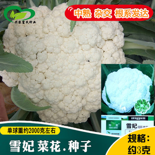 ѩ���˻��N�� �r��ˈ@�߲˰���ɢ�������s����Ҭ����