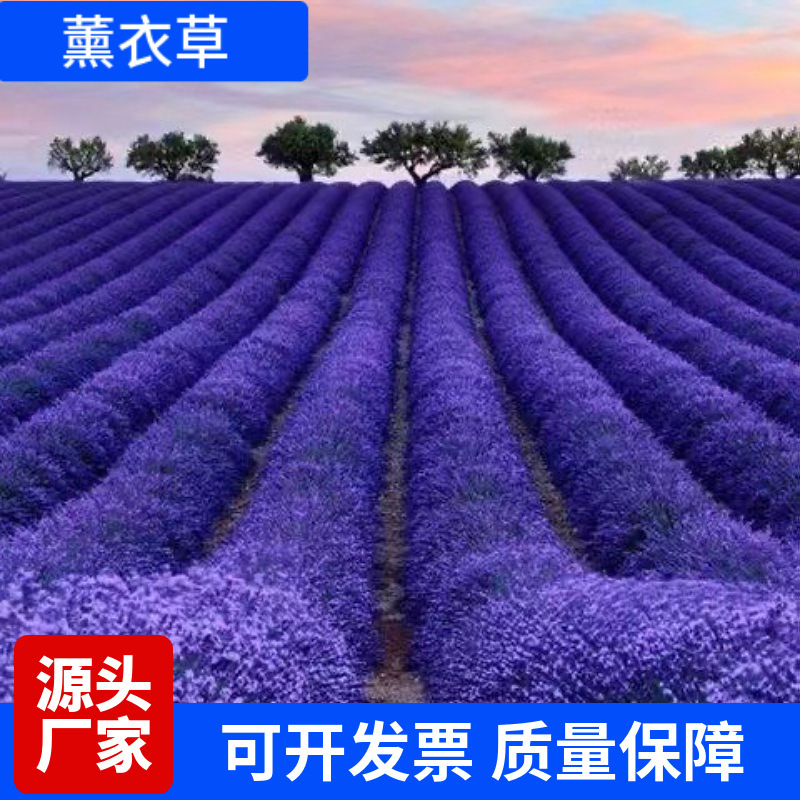 薰衣草种子狭叶普罗旺斯花种四季种庭院驱蚊香草阳台花籽盆栽种孑