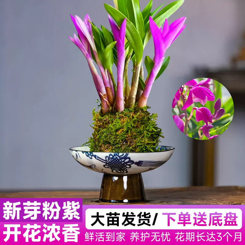 香水石斛兰水培泼墨粉黛水养花卉植物室内客厅办公室花卉绿植盆栽