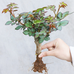 Rose Seedlings Potted Rose Old Pile Large Flower Rose Blooming in All Seasons Easy to Live Old Roots Balcony Indoor Flower Plants