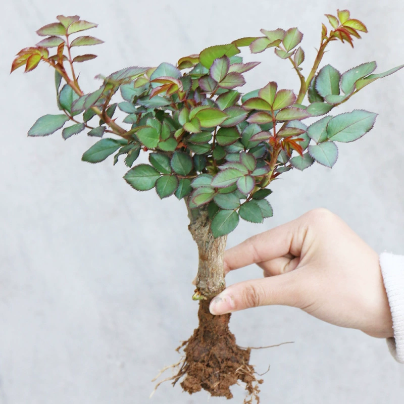 Розовые саженцы в горшках, старый сучок, крупнокоробковая роза, цветет в любое время года и легко выращивается с старыми корнями, балконные комнатные цветочные растения.