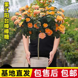 果汁阳台棒棒糖树桩带花花苗多季开花卉植物庭院蔷薇花苗