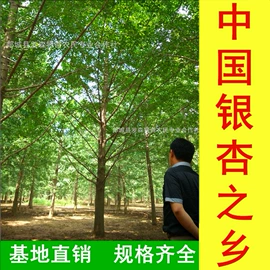 乔木;林业副产品