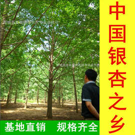 中国银杏之乡-销售直径1-90公分银杏树苗木 基地直销 数量充足